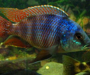 Placidochromis Milomo