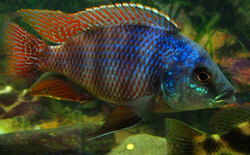 Placidochromis Milomo