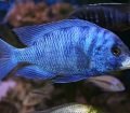 Placidochromis phenochilus