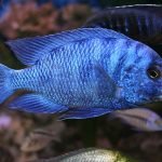 Placidochromis phenochilus