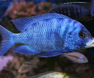 Placidochromis phenochilus