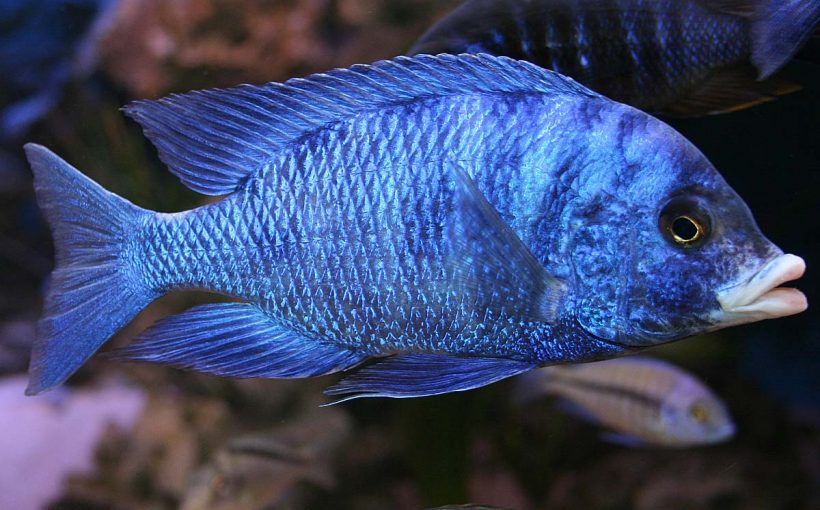 Placidochromis phenochilus