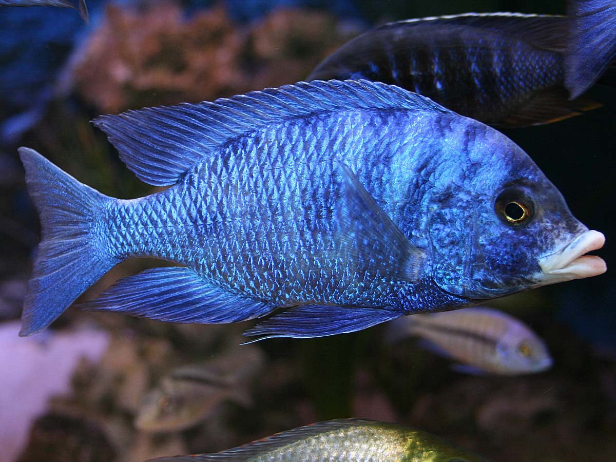 Placidochromis Phenochilus