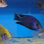 Protomelas Annectens