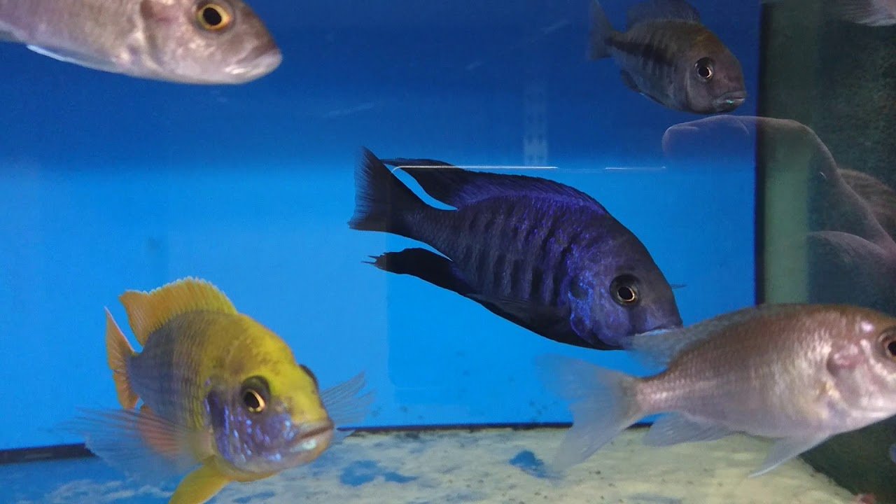 Protomelas Annectens