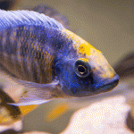 Protomelas Spilonotus