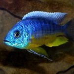 Protomelas Spilonotus Tanzania