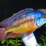 Protomelas Taeniolatus