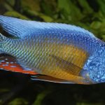 Protomelas sp. "Steveni Taiwan"