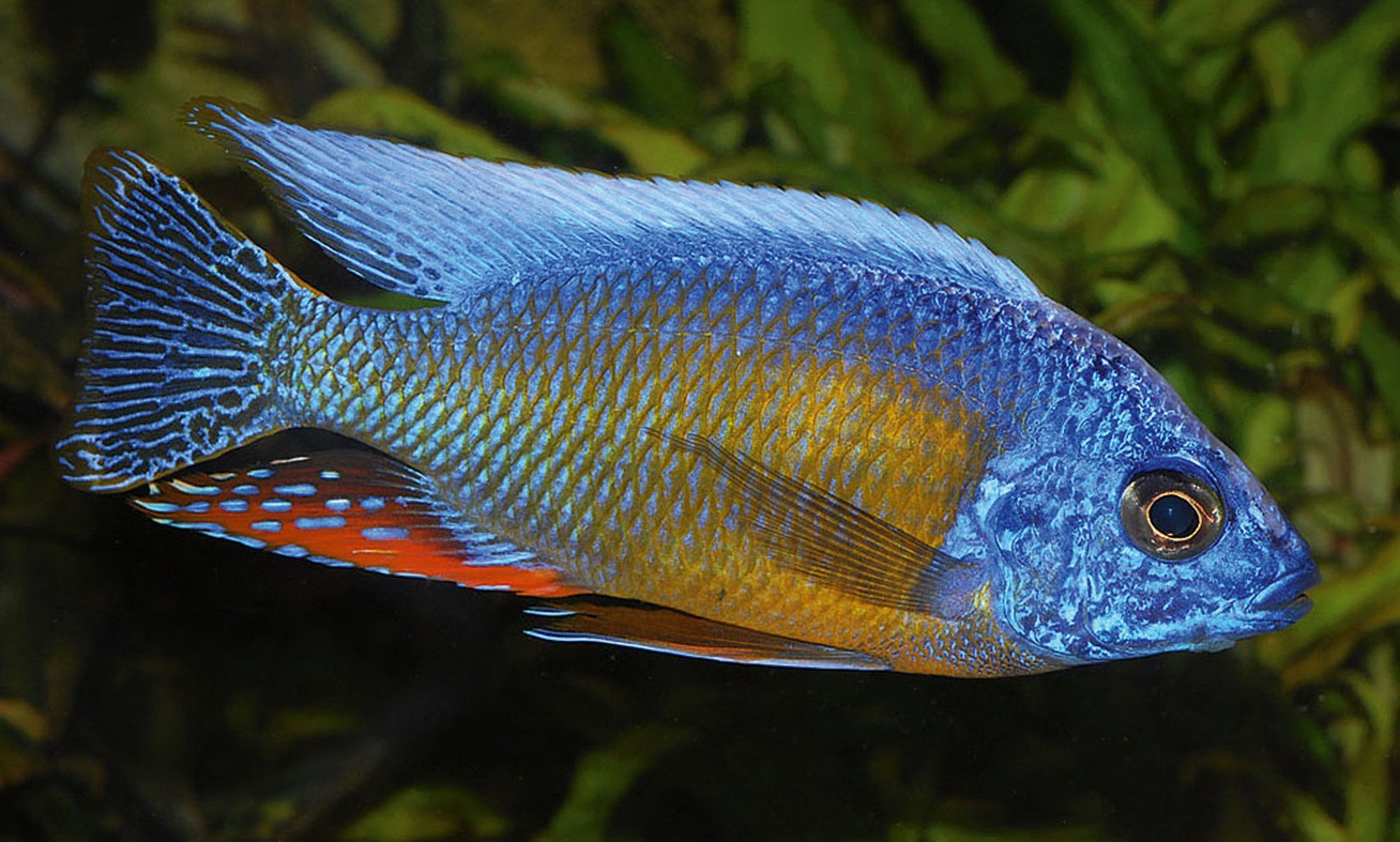 Protomelas Sp. “Steveni Taiwan”