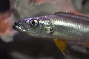 Rhamphochromis Longiceps