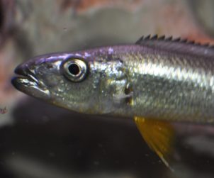 Rhamphochromis Longiceps