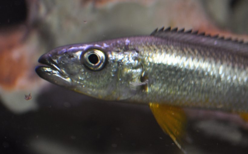 Rhamphochromis Longiceps