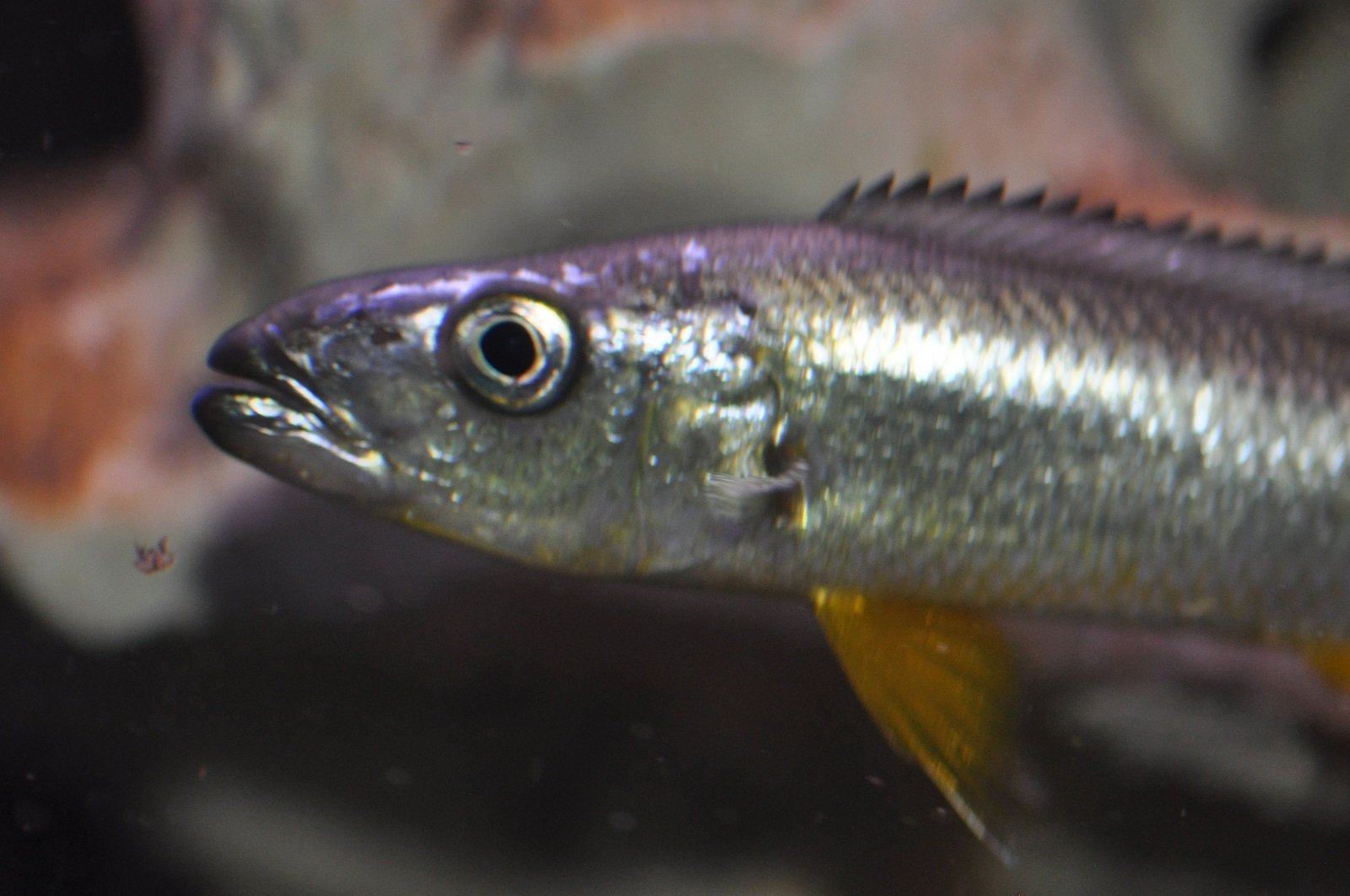 Rhamphochromis Longiceps