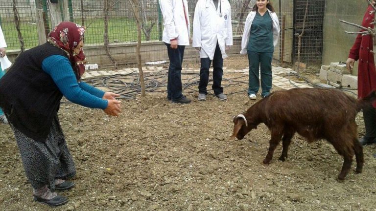 Keçisiyle Konuşan ve Boncuğu Sahiplenen Teyzemiz