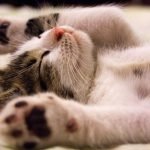 Kedilerde Bağırsak Kurdu