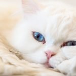Kedilerde Göz Akıntısı
