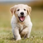 Köpek Aşı Takvimi