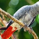 Papağan Hastalıkları