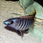 Aulonocara Aquilonium