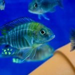 Aulonocara Ethelwynnae