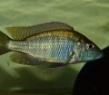 Aulonocara Guentheri