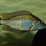 Aulonocara Guentheri