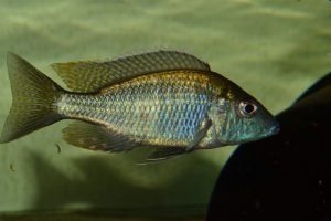 Aulonocara Guentheri