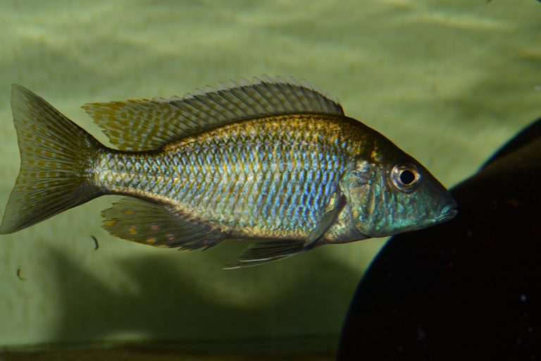 Aulonocara Guentheri