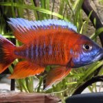 Aulonocara Jacobfreibergi