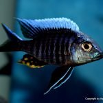 Aulonocara Kandeense