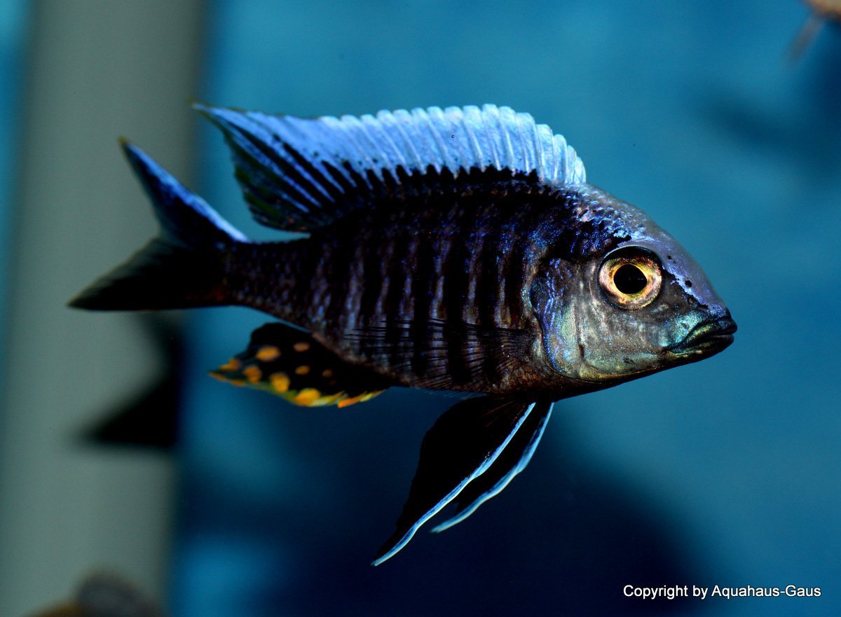 Aulonocara Kandeense