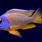 Aulonocara Korneliae