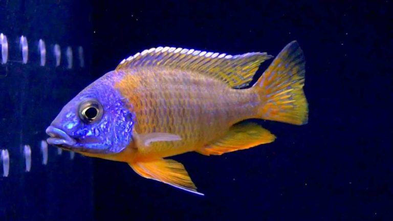 Aulonocara Korneliae