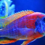 Aulonocara Sp. Red Rubescens