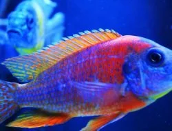 Aulonocara Sp. Red Rubescens