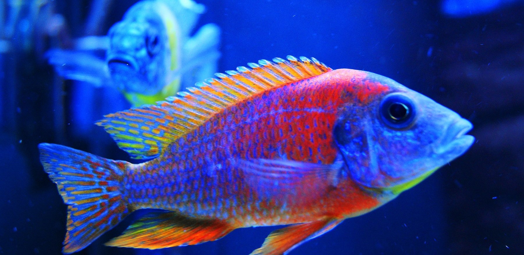 Aulonocara Sp. “Red Rubescens”