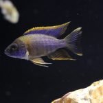 Aulonocara Sp. "lwanda"