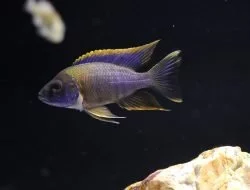 Aulonocara Sp. "lwanda"