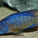 Aulonocara Stuartgranti (Ngara)