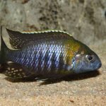 Aulonocara Sp. Chitande