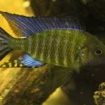 Aulonocara sp. "Chitande Type Masinje"