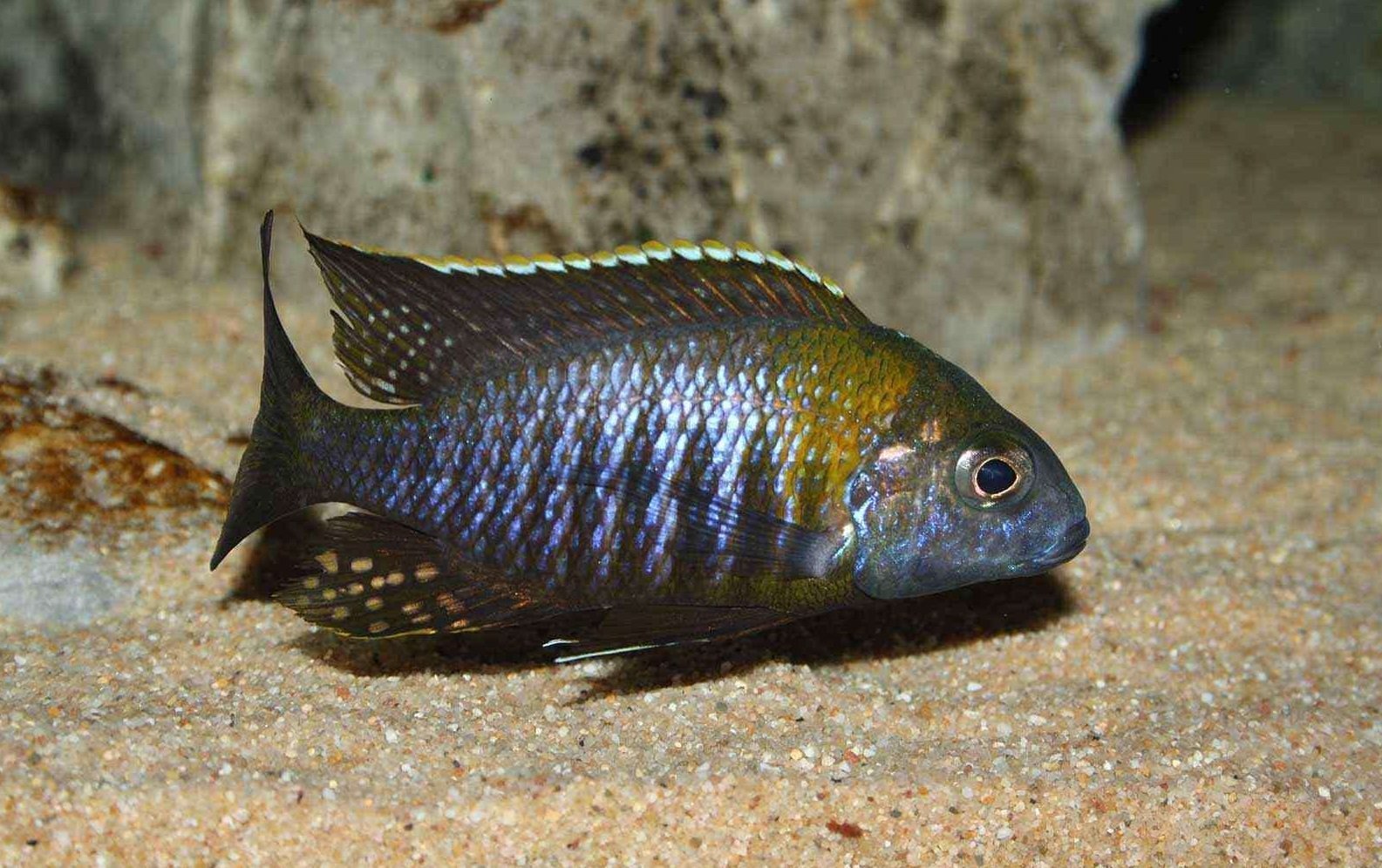 Aulonocara Sp. “Chitande”