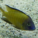 Aulonocara stuartgranti (Usisya)