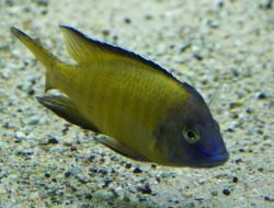 Aulonocara stuartgranti (Usisya)