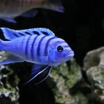 Sciaenochromis Fryeri