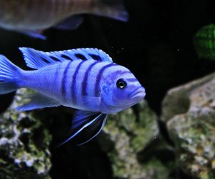 Sciaenochromis Fryeri