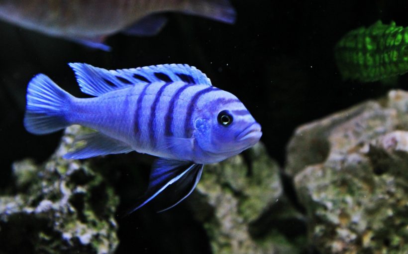 Sciaenochromis Fryeri