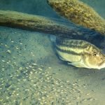 Serranochromis Robustus