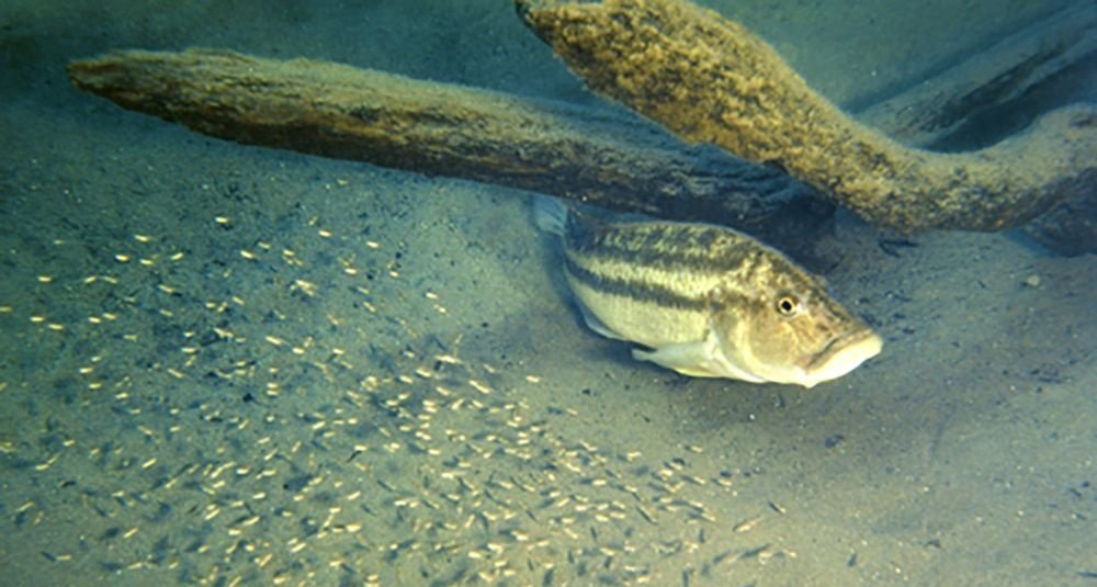 Serranochromis Robustus